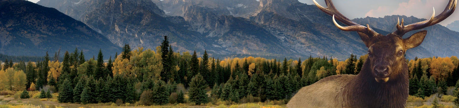 Frontier Elk Ivory collection at Riddle's Jewelry