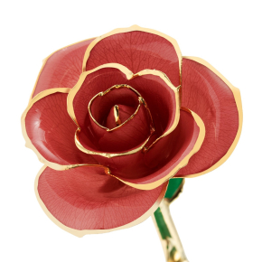24K Gold Dipped Evening Coral Rose